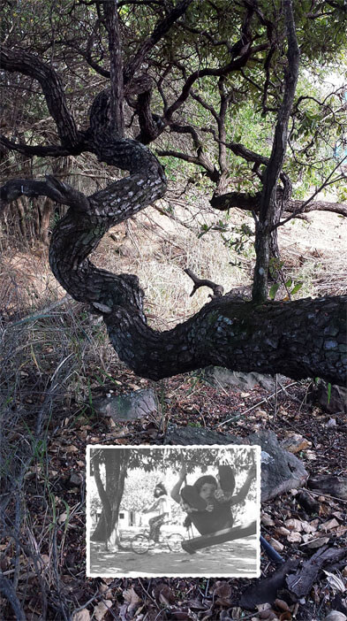 Foto vertical de um grande galho de árvore do cerrado, torto e com a casca grossa. Há outros galhos e plantas ao fundo, ocupando a metade de cima da foto. O chão tem capim seco, folhas secas e pedras. Na parte de baixo da foto, ao centro, está colada uma pequena foto em preto e branco. Ela mostra em primeiro plano uma criança de três anos num balanço de tábua, com as pernas para cima, como quem está quase caindo; atrás vê-se uma árvore, o chão de terra e uma criança mais velha andando de bicicleta.