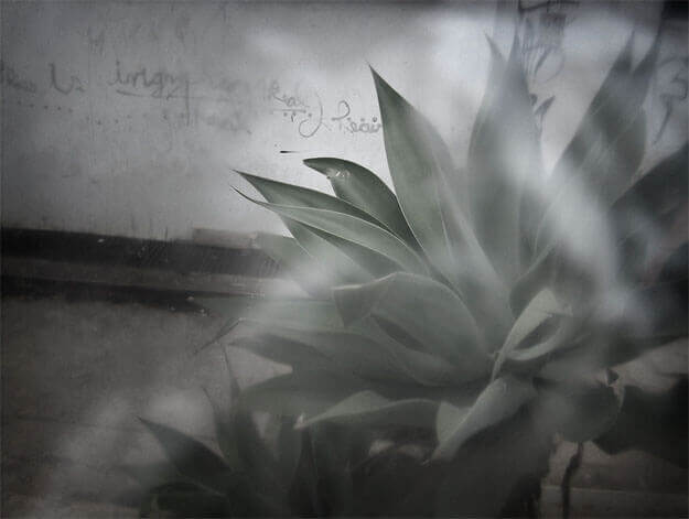 Foto horizontal de uma grande planta ornamental, com folhas largas que terminam em pontas finas como um espeto. Ela faz uma forma arredondada do centro para a direita da imagem, cortada na margem direita. No fundo vê-se uma calçada e uma parede branca, velha e pixada. Tudo está desfocado pelo anteparo, menos uma área que mostra melhor a ponta de uma das folhas.