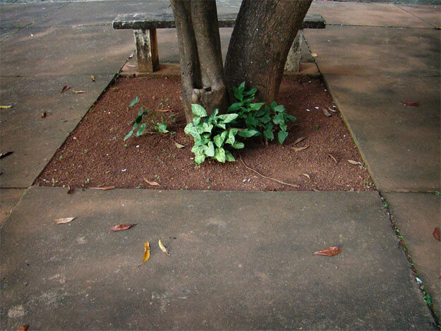Foto horizontal de um pátio de cimento dividido em grandes quadrados. O quadrado do centro é de terra, com uma plantinha baixa de folhagem verde clara. Atrás dela vê-se a parte de baixo de um tronco de árvore, dividido em dois formando um V. Atrás do tronco há um velho banco de cimento, quase no topo da imagem. Há algumas folhas secas caídas pelo pátio. A foto é toda em tons de marrom, sem sol e com pouca luz. A luz bate mais na plantinha, destacando-a e deixando seu verde bem vivo.