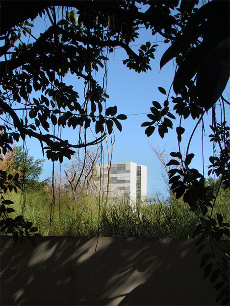 Foto vertical da folhagem de uma árvore, preta, na contraluz, que ocupa a metade de cima; atrás dela vê-se um céu azul sem nuvens e o topo do prédio do Congresso Nacional, ao longe. O prédio está cortado por uma faixa de mato alto e verde, e abaixo do mato há um muro escuro com a sombra da árvore.