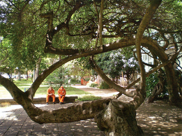 Foto horizontal mostrando em primeiro plano uma árvore baixa de galhos com uma curvatura curiosa, que formam desenhos ao se cruzar, como se fizessem molduras de formatos irregulares. No centro de uma dessas molduras vê-se duas mulheres sentadas num comprido banco de cimento, a cerca de dez metros. Elas vestem uniforme laranja vivo, de gari, estão de cabeça baixa e parecem conversar. Entre elas e a árvore há um pátio cimentado, e atrás delas uma calçada em perspectiva, um gramado verde e muitas árvores.